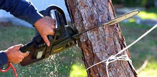 How Our Tree Care Process Works  in  Flora Vista, NM