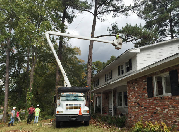 Reliable Flora Vista, NM Tree Care Solutions